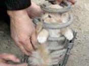 Kitten Trapped Spring Under Truck Survives Terrifying Miles