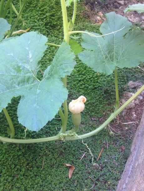 See?  I have at least one spaghetti squash on it's way.