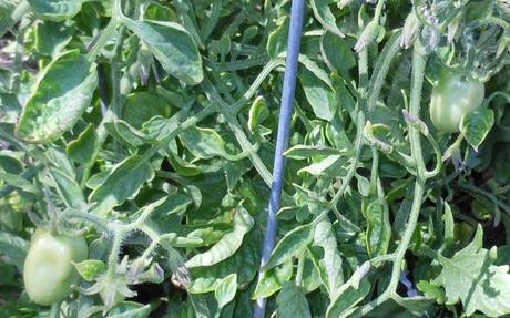 And my Roma tomato plant has started fruiting.  Quite exciting!