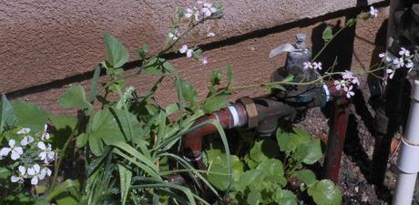 Since I didn't plant many radishes, I decided to let some of them go to seed, so I will have seeds for next year.