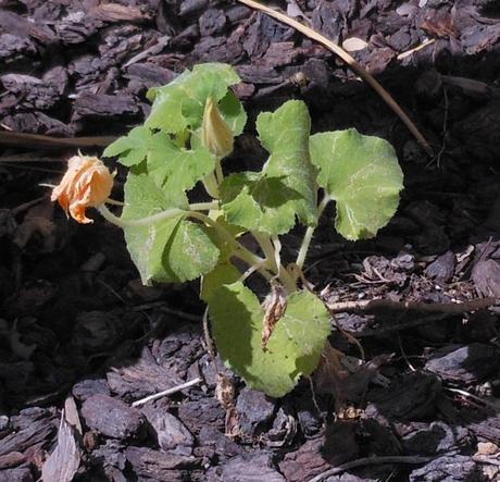 I planted this plant in the spot I was using for my previous (failing) plants, this time from seed, and it's okay, but it's not thriving.   