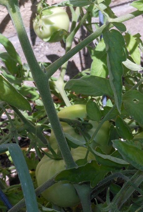 My tomatoes are coming along.  I don't think you can see all of them, but this plant has 5 good tomatoes growing on it.