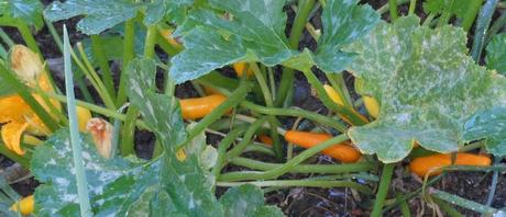 My summer squash plant is also thriving!