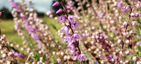 Heather grows naturally throughout the UK’s uplands