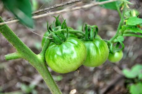 Sweat Therapy -- Suckering and Tying Up Tomatoes