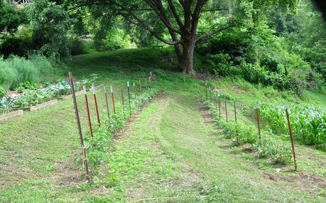 Sweat Therapy -- Suckering and Tying Up Tomatoes