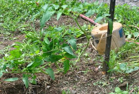 Sweat Therapy -- Suckering and Tying Up Tomatoes