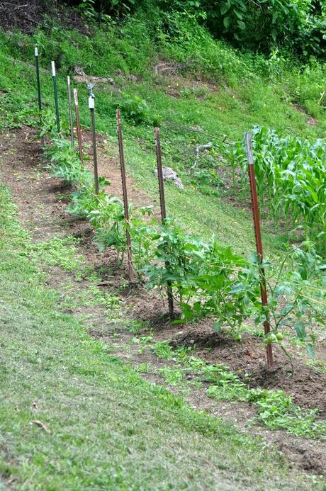 Sweat Therapy -- Suckering and Tying Up Tomatoes