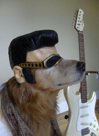 Top 10 Elvis Presley Dogs