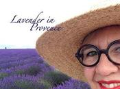 Lost Found Lavender Fields