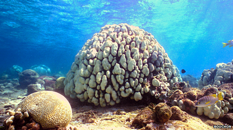 Warming waters are leading to coral bleaching events in some parts of the world