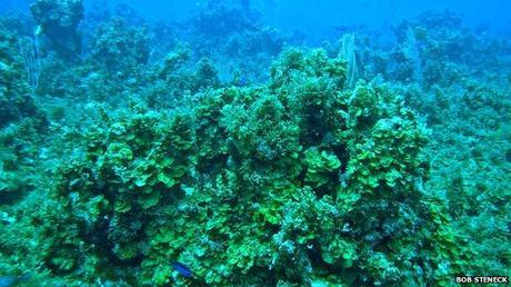 The reefs are becoming over-run with algae, which suffocates the coral