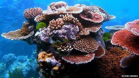 Healthy coral reefs have declined by about 50% in the past 40 years