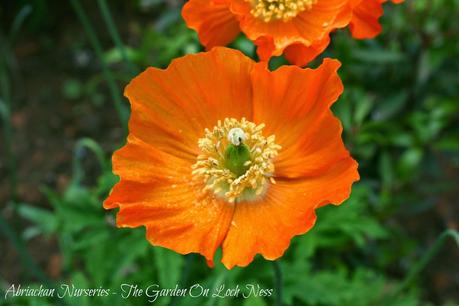 Welsh Poppies Meconopsis cambrica Abriachan Nurseries