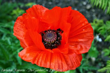 Oriental Poppies Papaver orientale Abriachan Nurseries