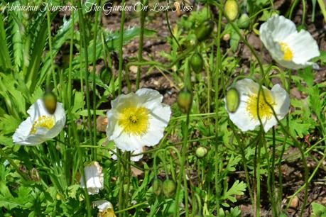 Iceland Poppies Papaver nudicaule Abriachan Nurseries