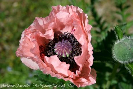 Oriental Poppies Papaver Perry's Pink Abriachan Nurseries