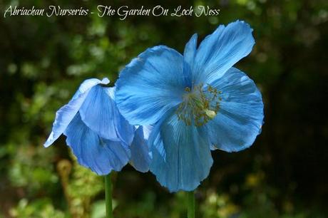 Himalayan Poppies Meconopsis Abriachan Nurseries