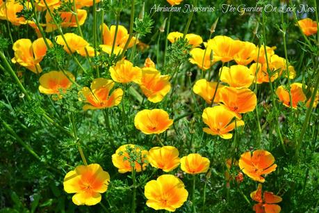 Californian Poppy  Escholtzia californica Abriachan Nurseries