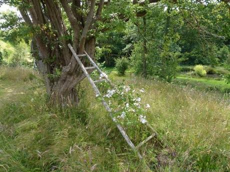 a rustic old fruit ladder against a tree