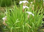 Iris Laevigata ‘Alboviolacea’
