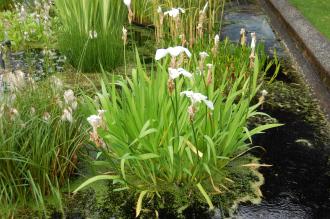 Iris laevigata 'Alboviolacea' (07/06/2014, Kew Gardens London)
