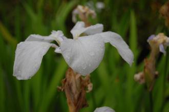 Iris laevigata 'Alboviolacea' Flower (07/06/2014, Kew Gardens London)
