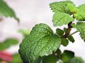 Grilling Fourth July? Lemon Balm Pesto.