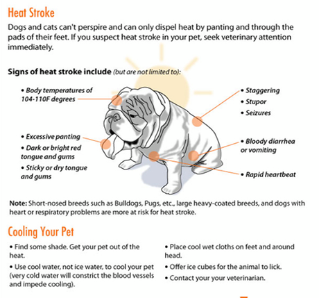 Pet Safety Reminders