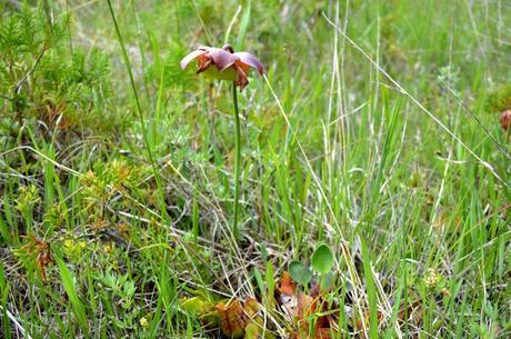 Pitcher Plant