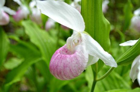 Showy Lady Slipper