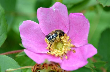 Bee Beetle