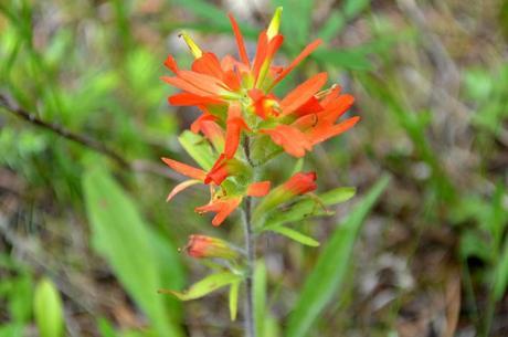 Castilleja coccinea