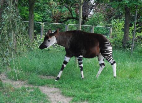 Late Night at London Zoo