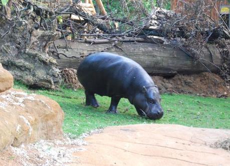 Late Night at London Zoo