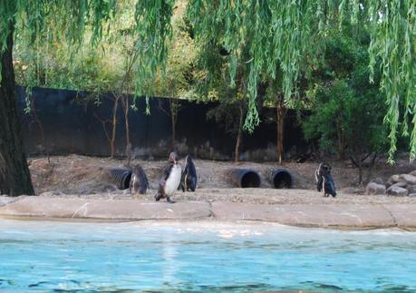 Late Night at London Zoo