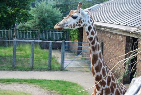 Late Night at London Zoo