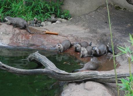 Late Night at London Zoo