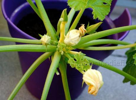 The only yellow courgette plant!