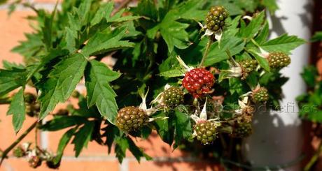 I already had 5 larger ripe thorness blackberries!