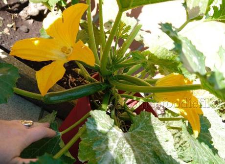 My green courgette plant already gave me 3 courgettes!