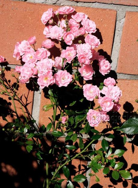 My beautiful pink wild roses!