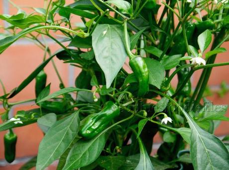 A larger red chili pepper plant, but they are all still green!