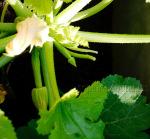 Another green courgette plant!