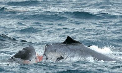 Great Barrier Reef ‘whale zones’ proposed to reduce deadly ship strikes