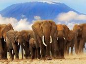 Elephants Poaching Africa; Marines Chad