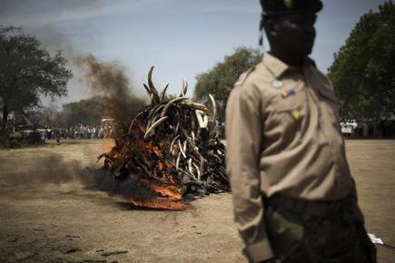 Smuggled elephant ivory price triples