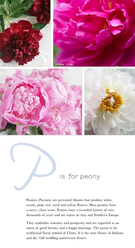 Peony Flowers