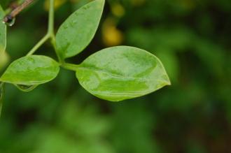 Jasminum humile Leaf (07/06/2014, Kew Gardens, London)