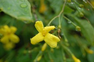 Jasminum humile Flower (07/06/2014, Kew Gardens, London)